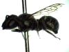 Osmia sp.